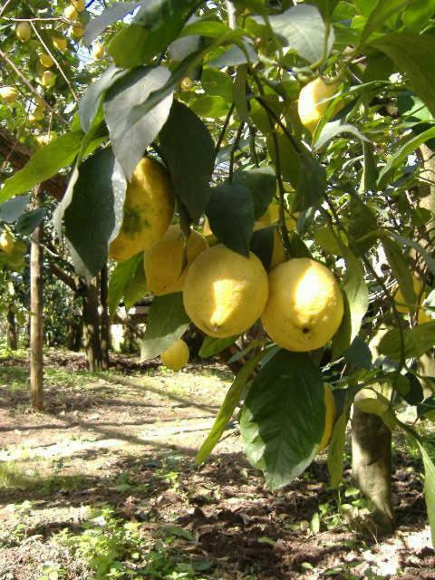 Azienda Agricola Veniero Piano di Sorrento Zewnętrze zdjęcie