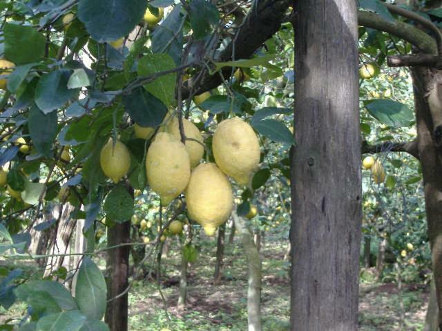 Azienda Agricola Veniero Piano di Sorrento Zewnętrze zdjęcie